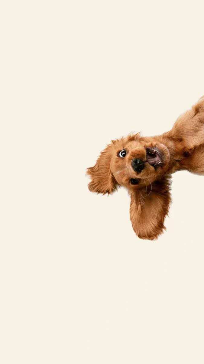 Pet-friendly cleaning